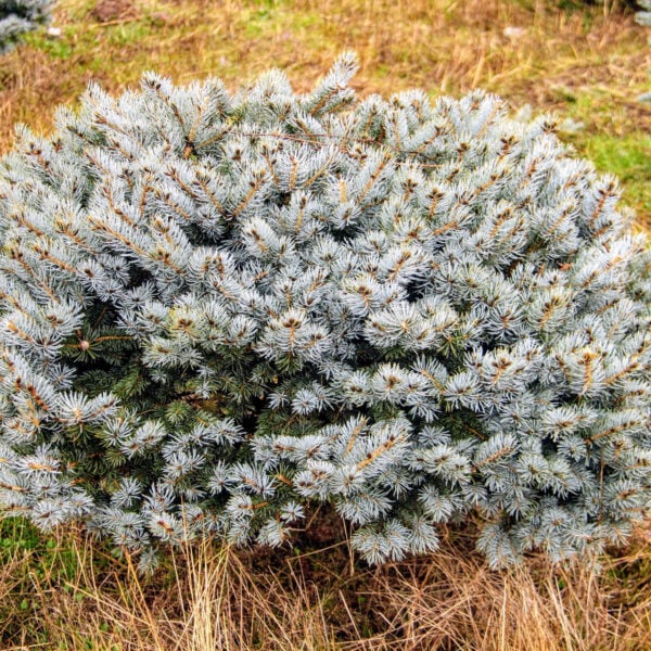 Picea pungens 'Glauca Globosa' Colorado Spruce