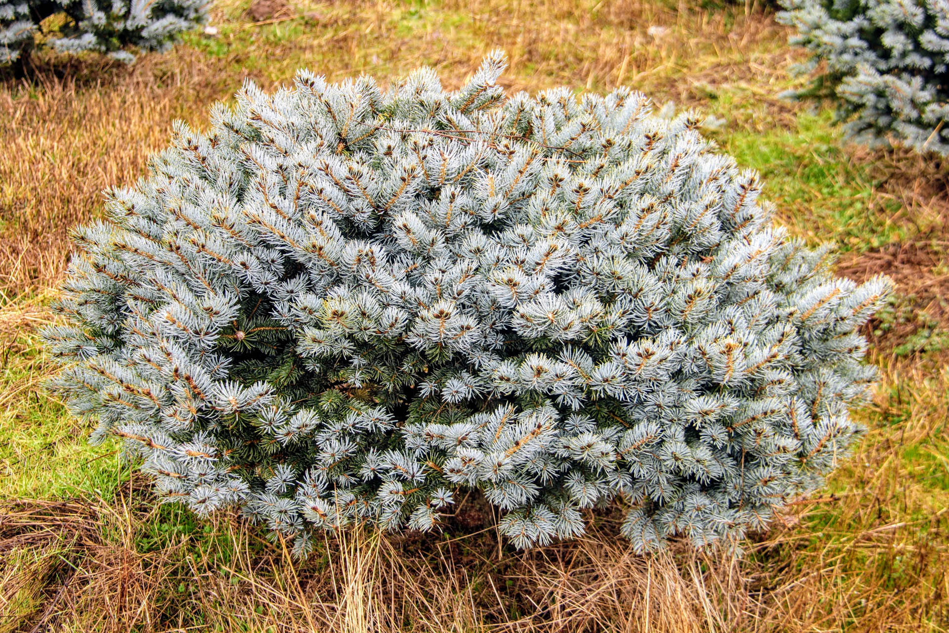 Picea pungens ‘Glauca Globosa’