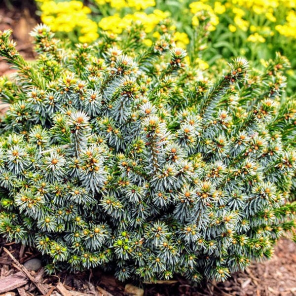Picea omorika 'Pimoko' Serbian Spruce