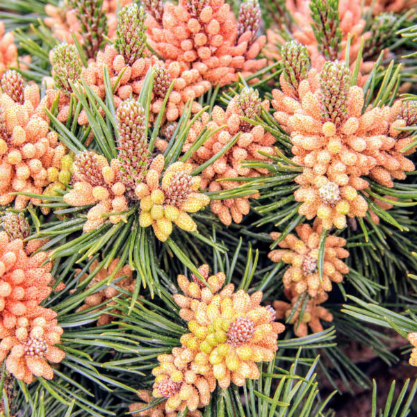 Pinus mugo 'Green Candle' Mugo Pine