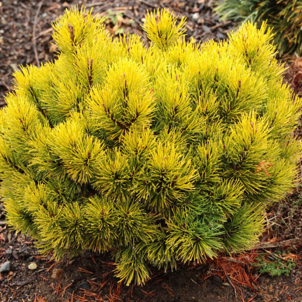 Pinus mugo ‘Ophir’