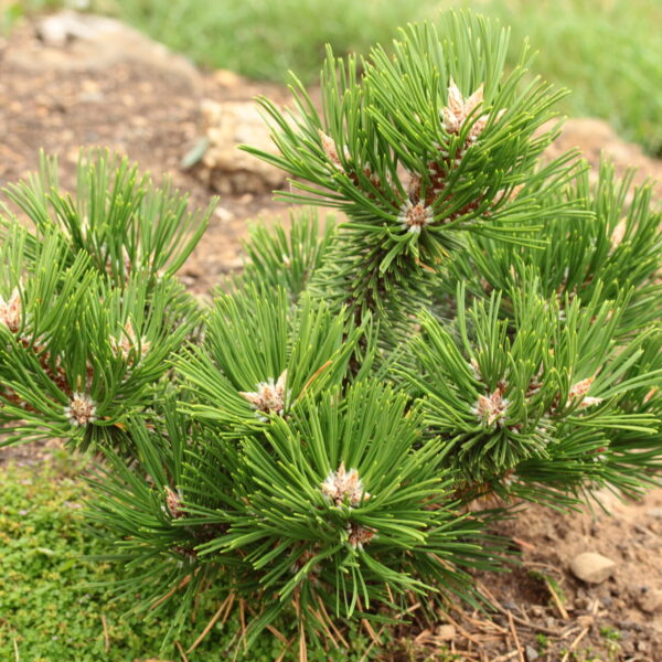 Pinus nigra 'Chemeketa' Austrian Pine