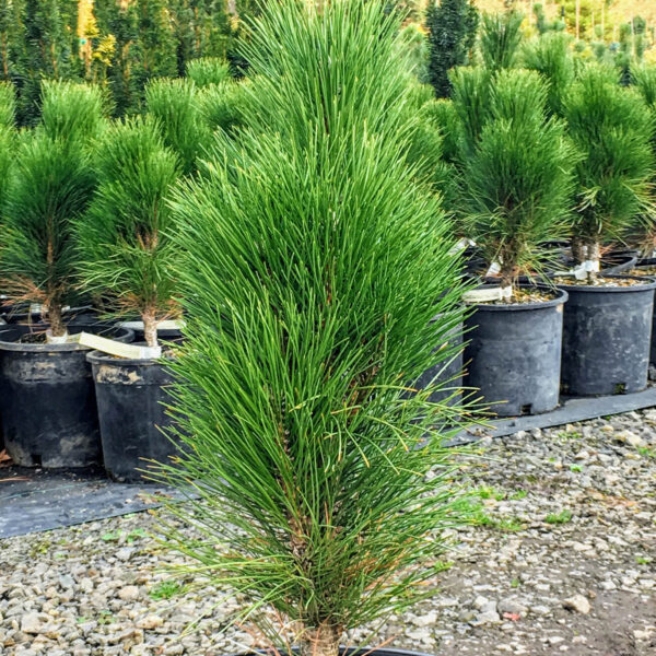Pinus nigra 'Green Tower' Austrian Pine