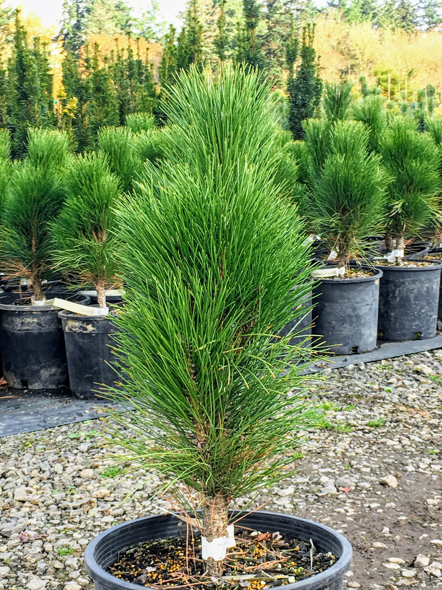 Pinus nigra ‘Green Tower’