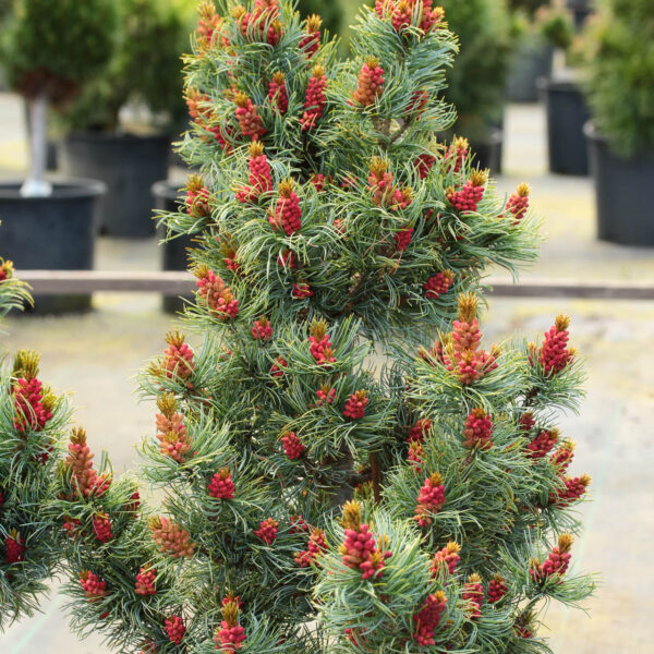 Pinus parviflora ‘Bergman’