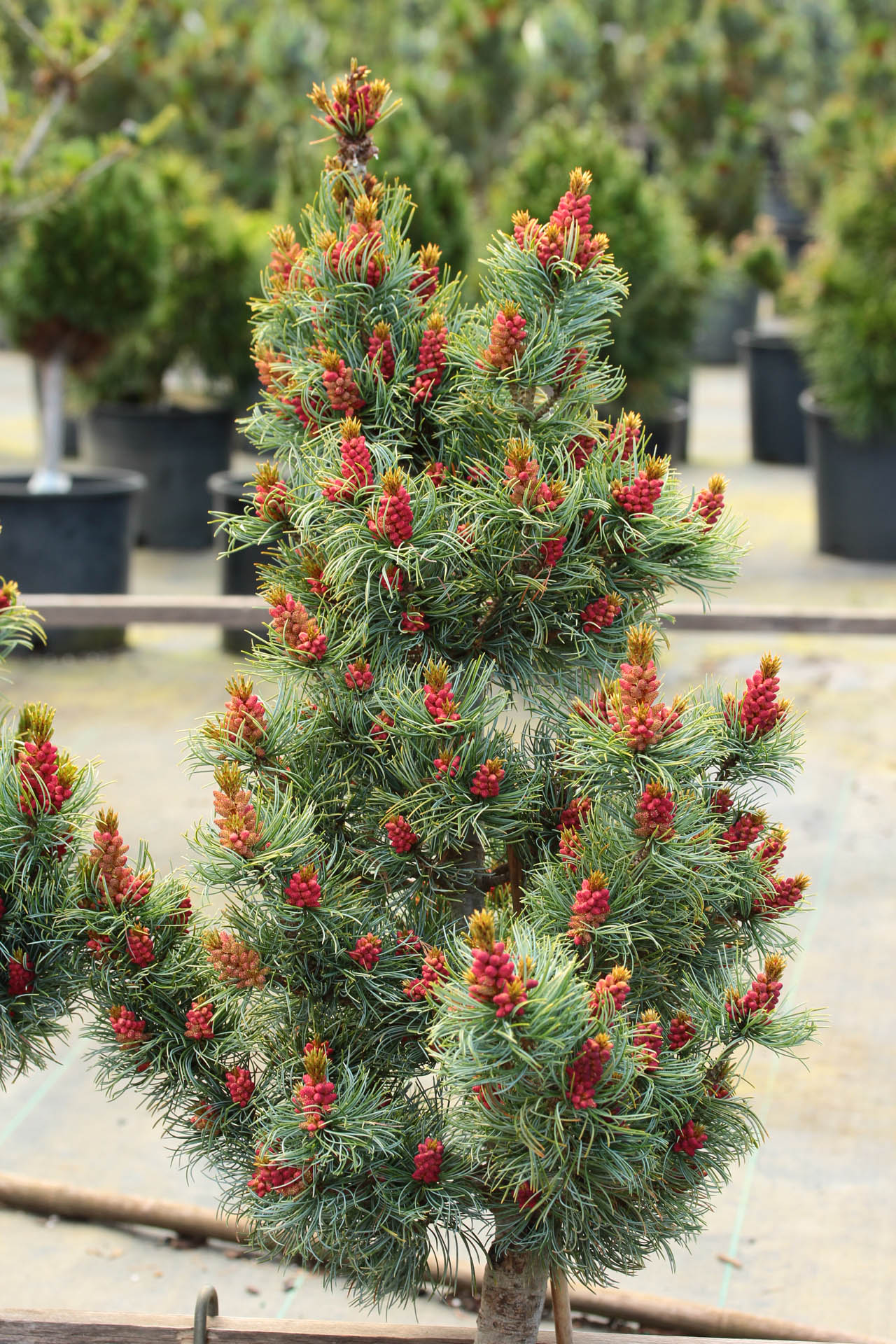 Pinus parviflora ‘Bergman’