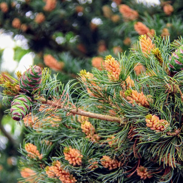 Pinus parviflora 'Fukuzumi' Japanese White Pine