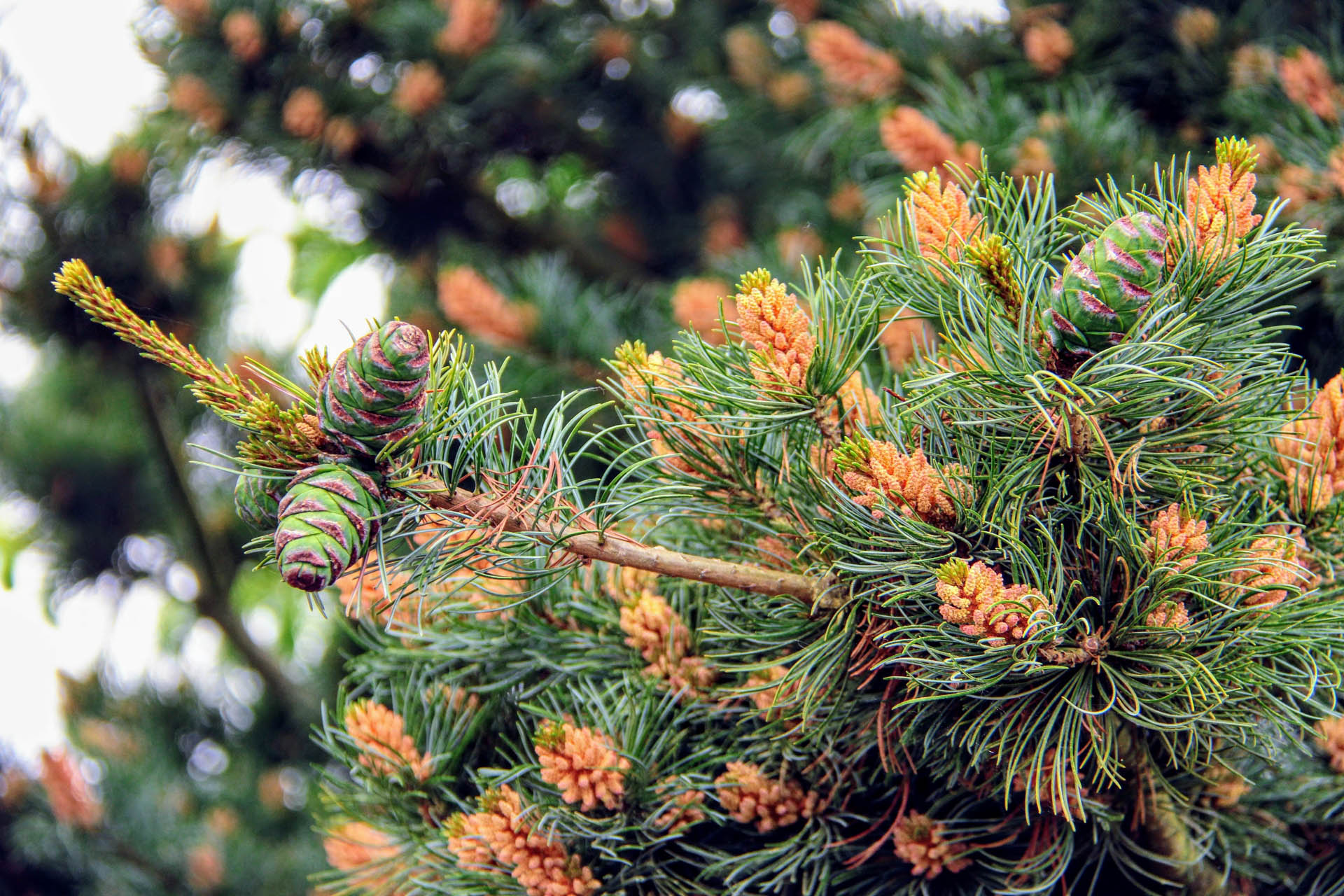 Pinus parviflora ‘Fukuzumi’