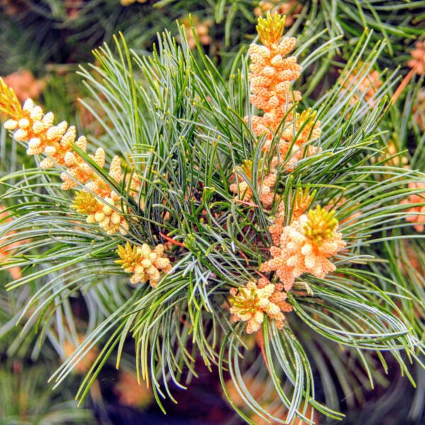 Pinus parviflora 'Negishi' Japanese White Pine