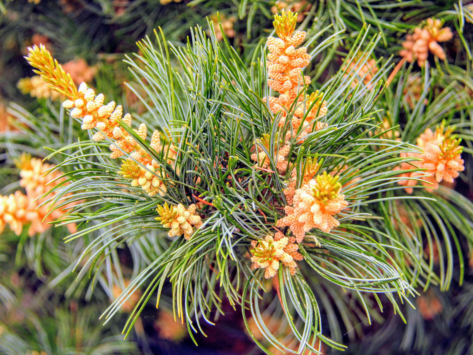 Pinus parviflora ‘Negishi’