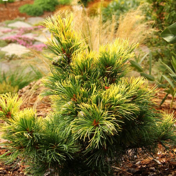 Pinus parviflora 'Goldilocks' ('Tenysu-kazu') Japanese White Pine