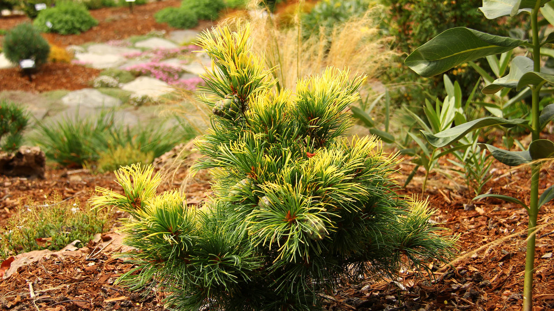 Низкорослые хвойные. Pinus parviflora 'Goldilocks'. Pinus parviflora Goldilocks сосна. Сосна мелкоцветковая (сорт 'tanima-no-Yuki'). Сосна мелкоцветковая Goldschmied.