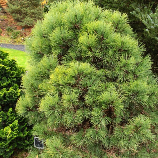 Pinus ponderosa 'Dixie' Ponderosa Pine