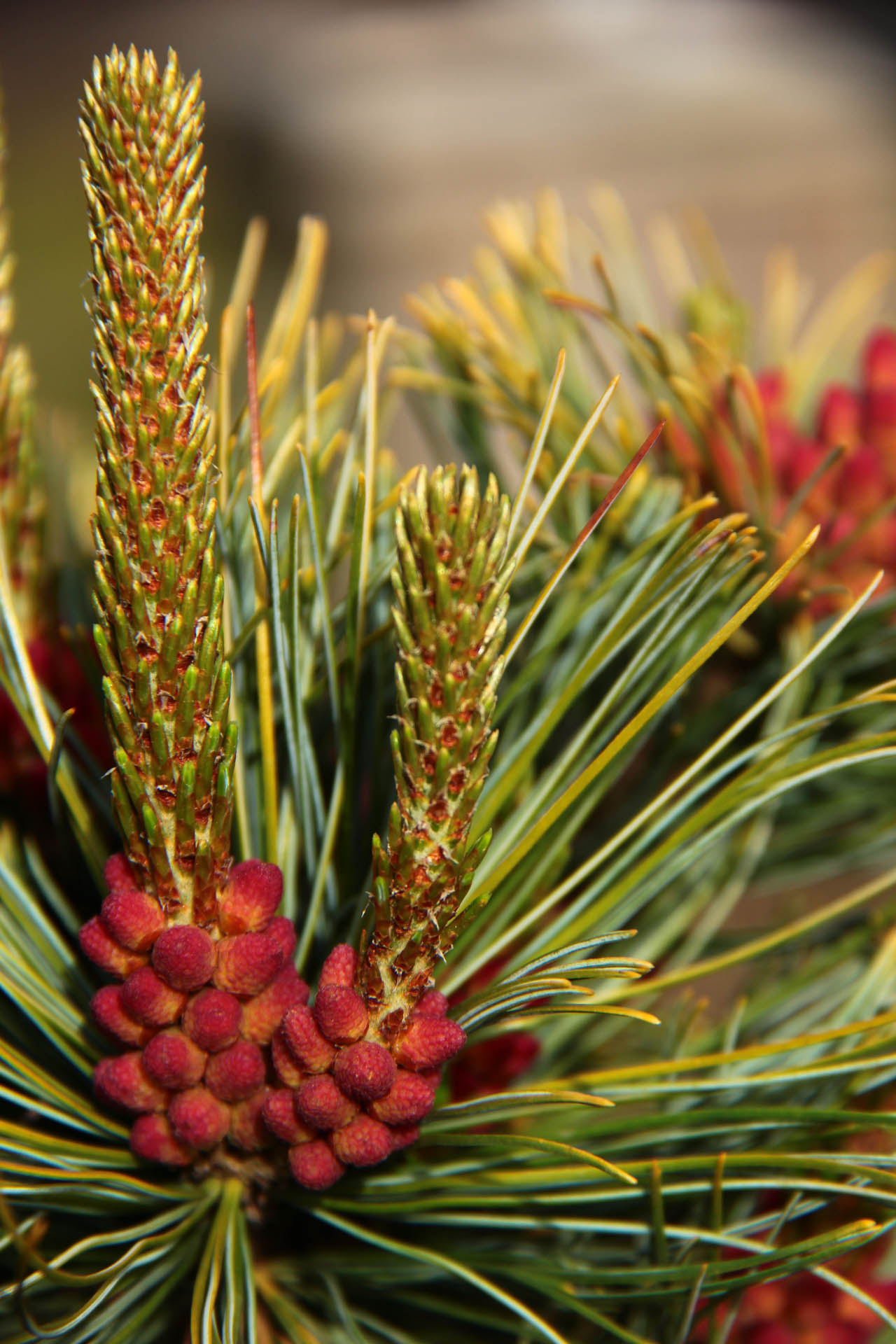 Pinus pumila ‘Dwarf Blue’