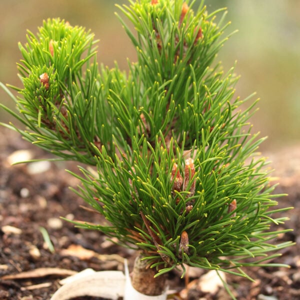Pinus pungens 'Doughton Park' Table Mountain Pine