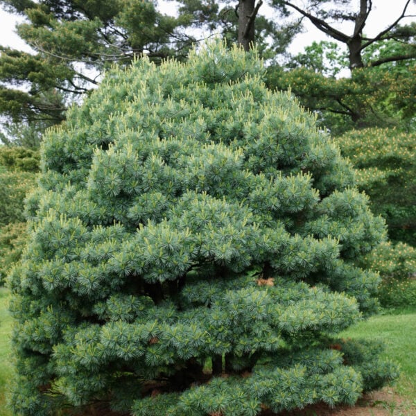 Pinus strobus 'Blue Shag'  Eastern White Pine