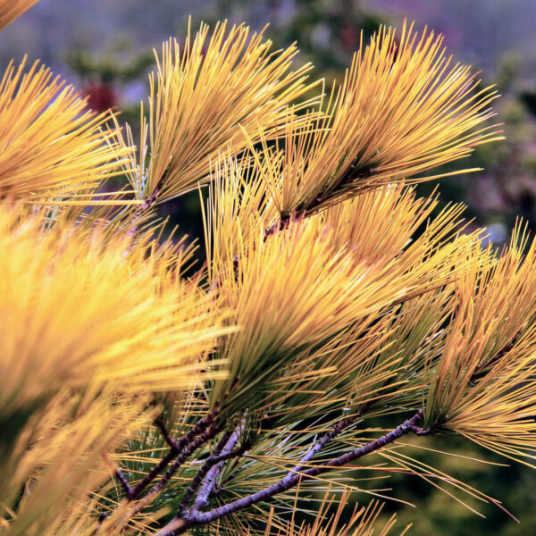 pinus strobus louie