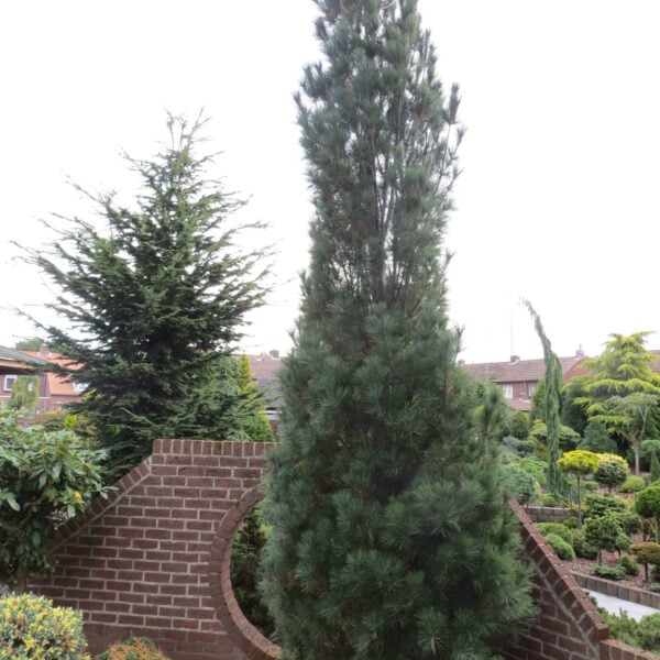 stowe pillar eastern white pine