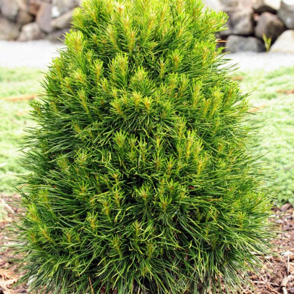 Pinus sylvestris 'Green Penguin'