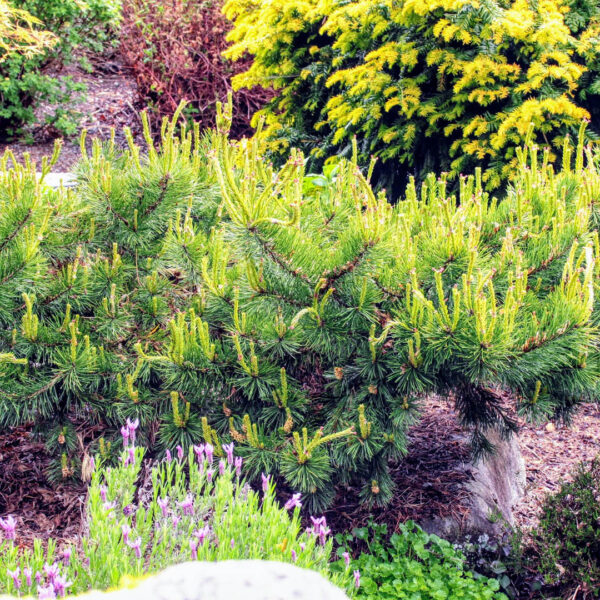 Pinus sylvestris 'Hillside Creeper'