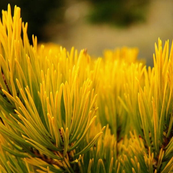 Pinus sylvestris 'Nisbet's Gold' Scots Pine