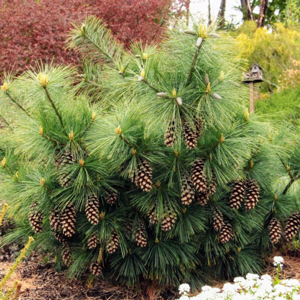 Pinus schwerinii (x) 'Wiethorst' Hybrid Pine