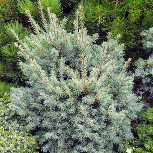 Pseudotsuga menziesii 'Blue Lullaby' Douglas Fir