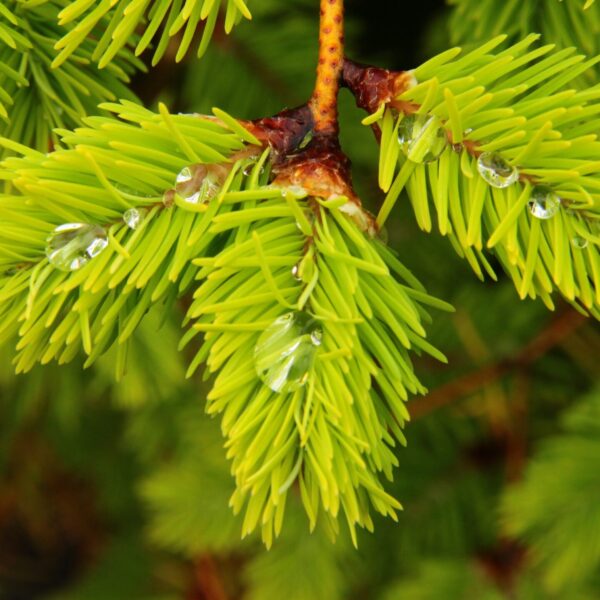 Pseudotsuga menziesii 'El Dorado' Douglas Fir