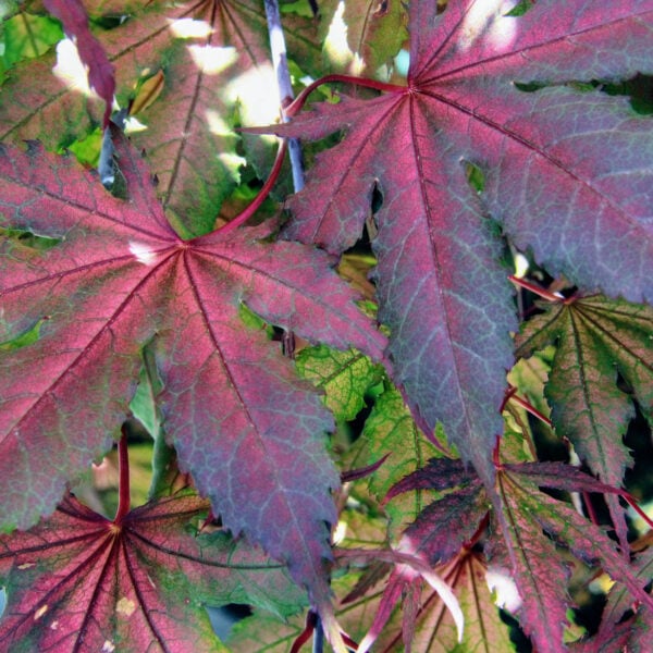 acer palmatum purple ghost