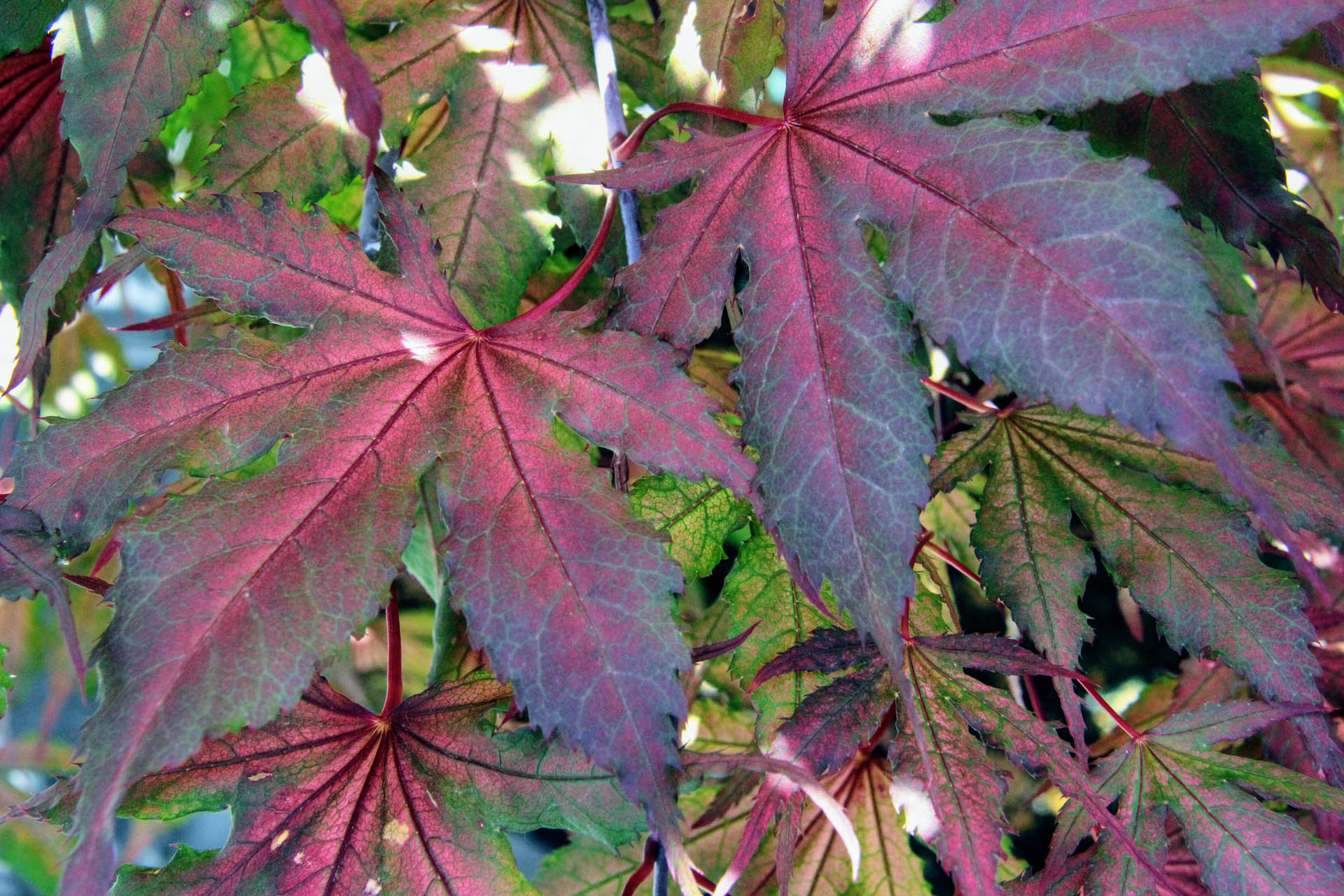 acer palmatum purple ghost