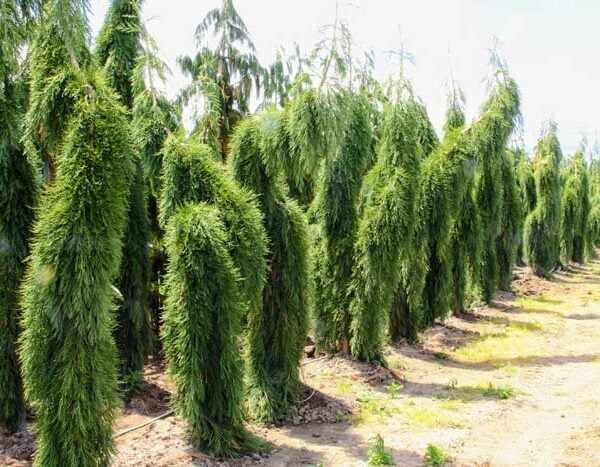 Sequoiadendron giganteum 'Pendulum' Giant Sequoia