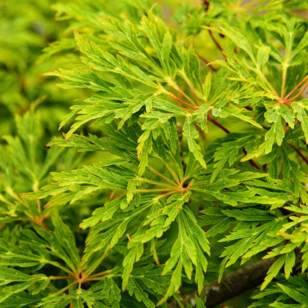 Acer japonicum ‘Green Cascade’ Japanese Maple