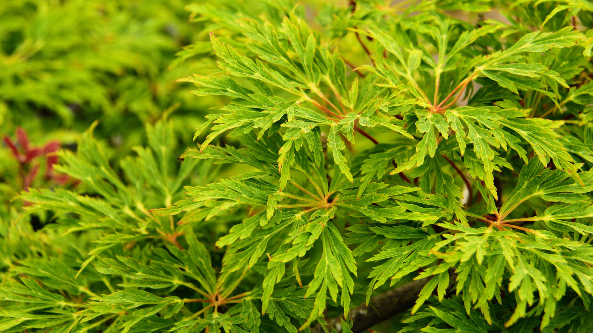 Acer japonium Green Cascade laceleaf green
