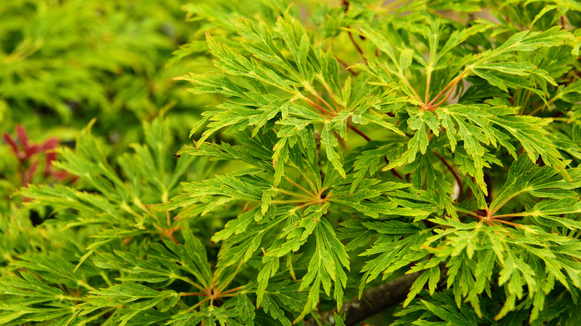 Acer japonium Green Cascade laceleaf green