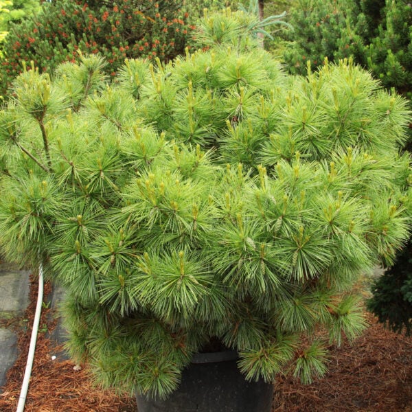 Pinus strobus 'Windswept WB' Eastern White Pine