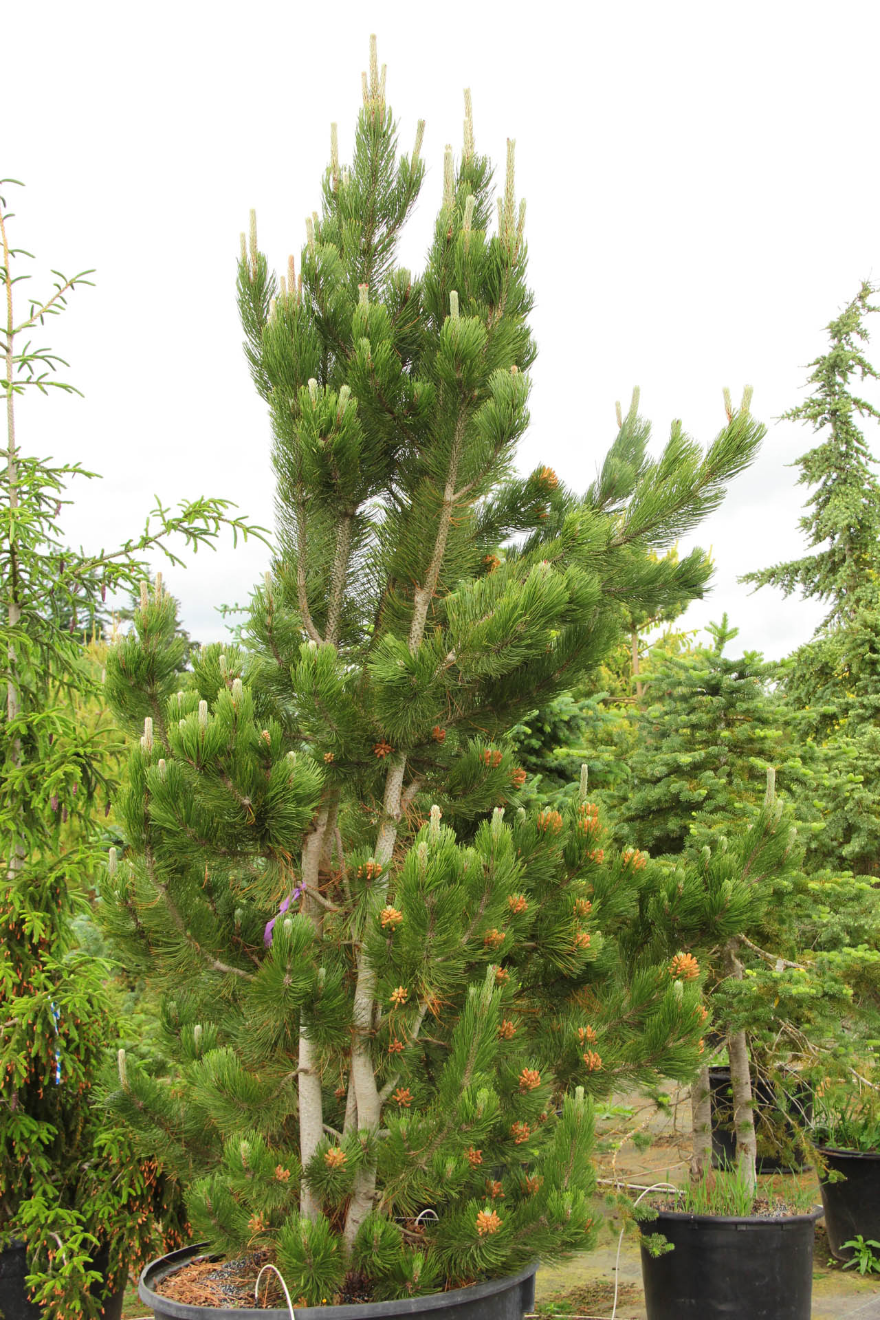 Pinus heldreichii (leucodermis) ‘Satellit’