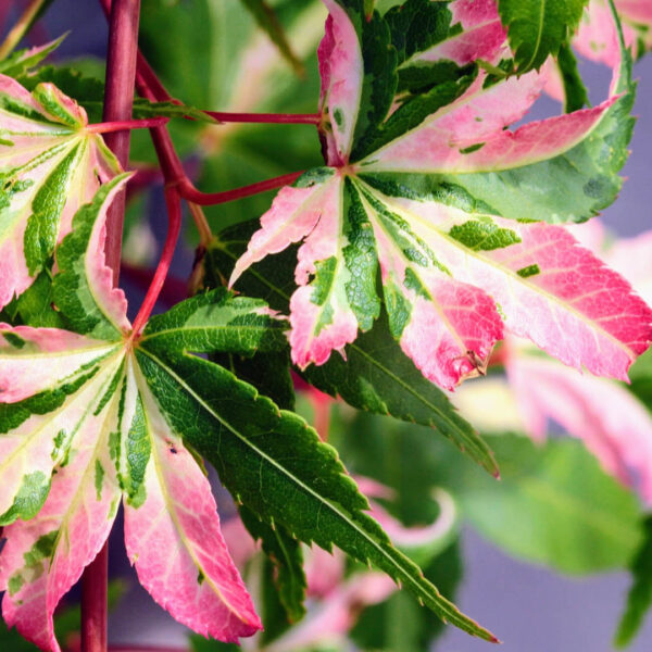 Acer palmatum 'Aizuma nishiki' Japanese Maple