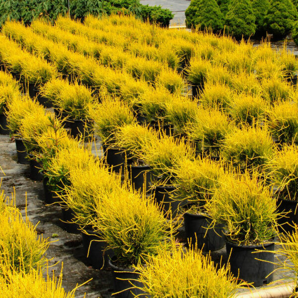 Thuja orientalis ‘Franky Boy’
