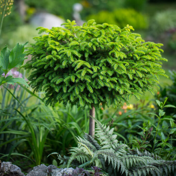 Picea abies 'Little Gem' Norway Spruce