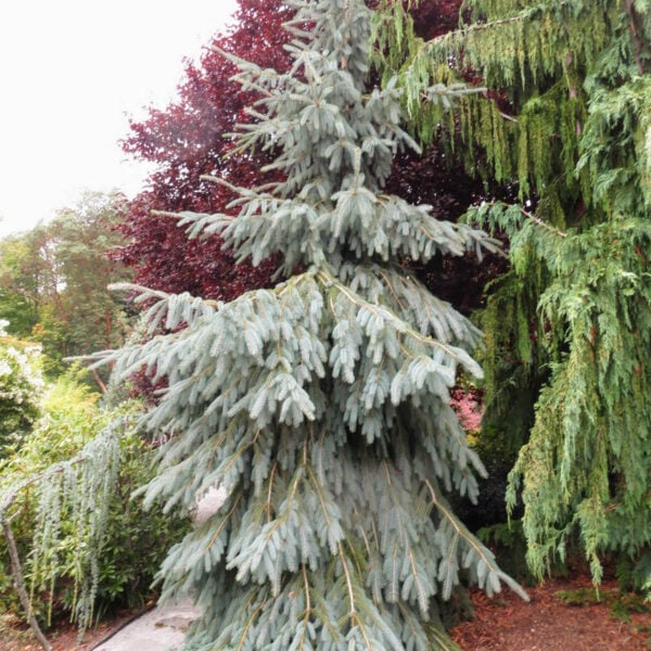 Picea engelmannii 'Bush's Lace'  Engelmann Spruce