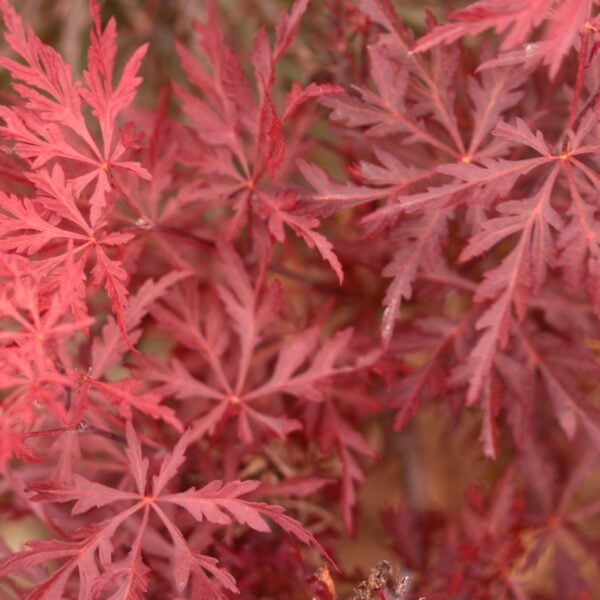 Red Dragon Japanese Maple