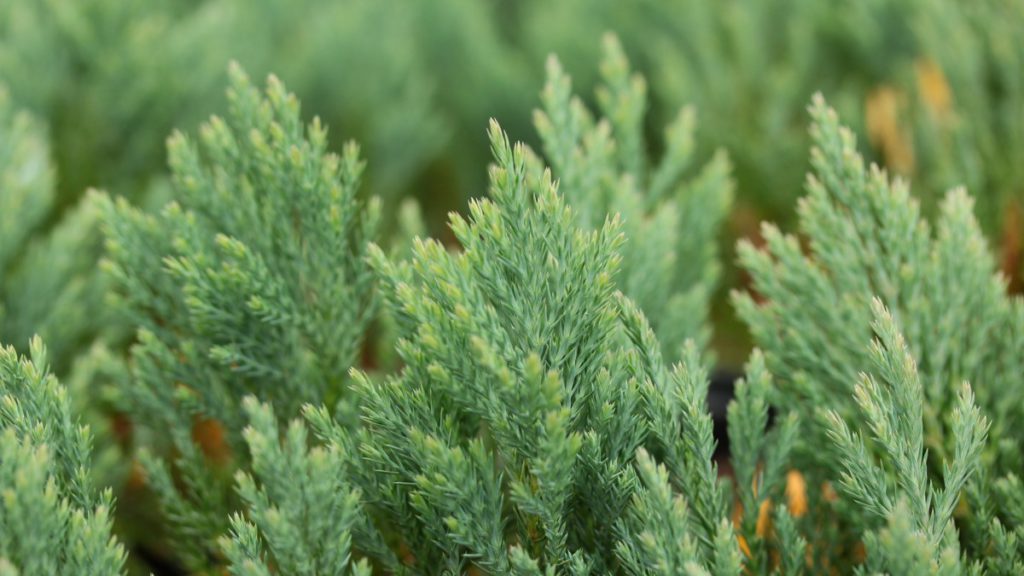 Juniperus-horizontalis-Blue-Forest-Creeping-Juniper-blue-ground-cover