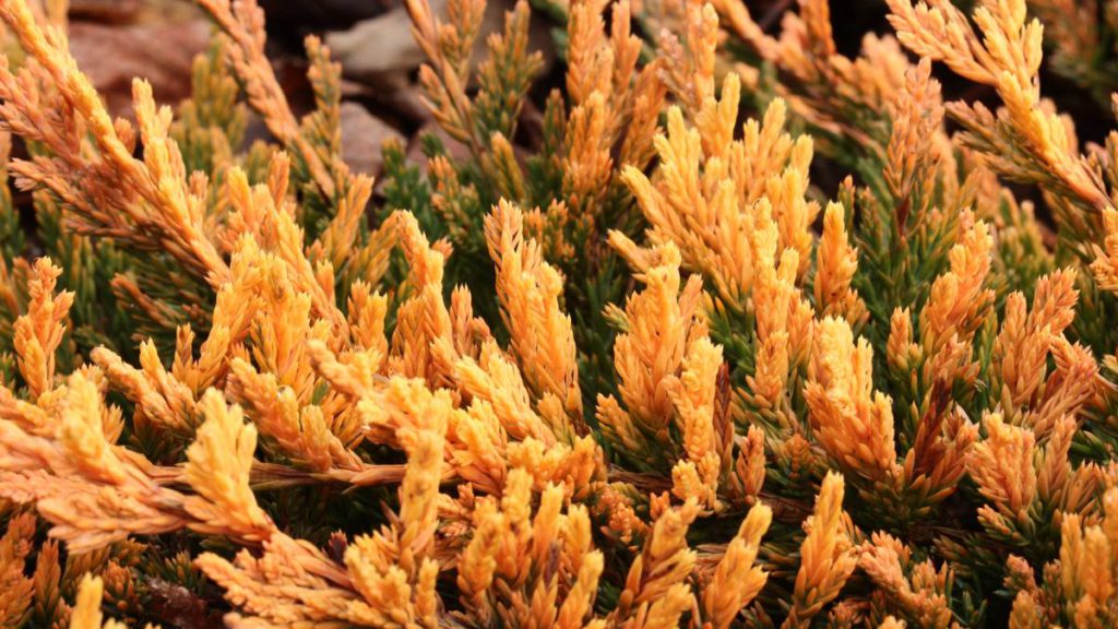 Juniperus-horizontalis-Copper-Harbor-Creeping-Juniper-gold-ground-cover