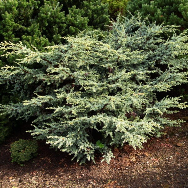 Cedrus atlantica 'Sapphire Nymph'  Atlas Cedar
