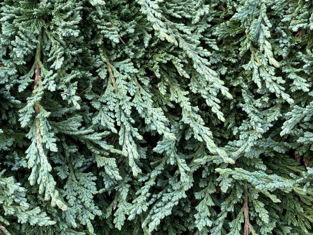 Juniperus-horizontalis-Pancake-Creeping-Juniper-blue-ground-cover