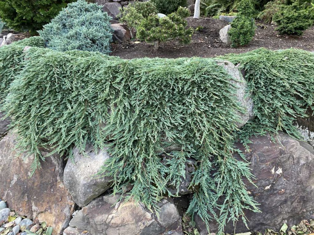 Juniperus-horizontalis-Pancake-Creeping-Juniper-blue-ground-cover