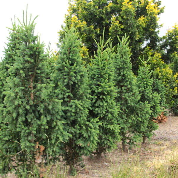 Cupressina Norway Spruce