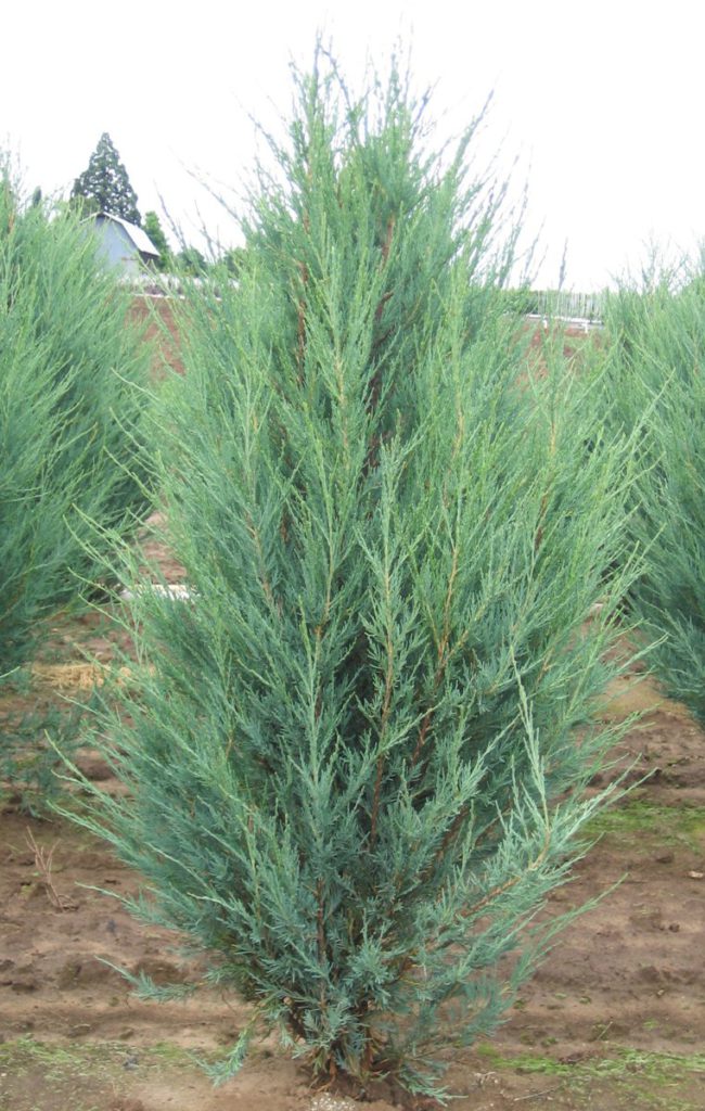 Juniperus-scopulorum-Sky-Rocket-Rocky-Mountain-Juniper-columnar-blue