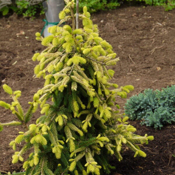 Picea abies 'Gold Drift' Norway Spruce