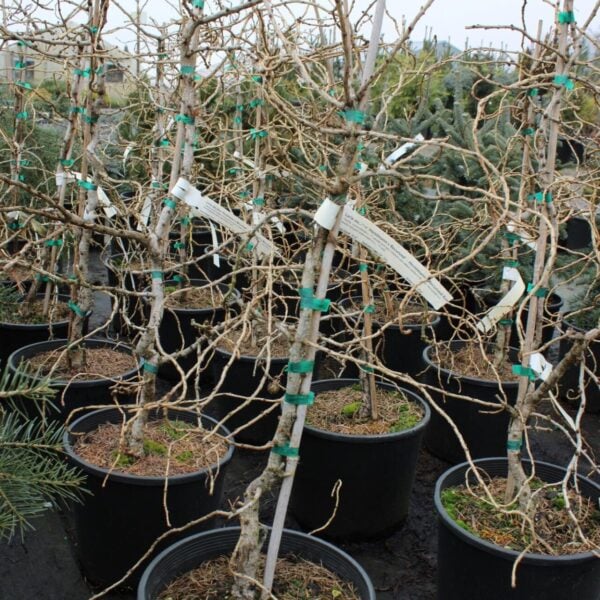 Larix decidua 'Horstmann's Recurved' European Larch